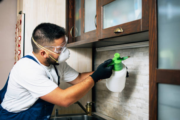 Best Flea Control Services  in Hillsboro, MO