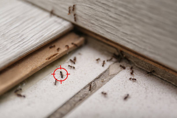 Best Pest Prevention Services  in Hillsboro, MO