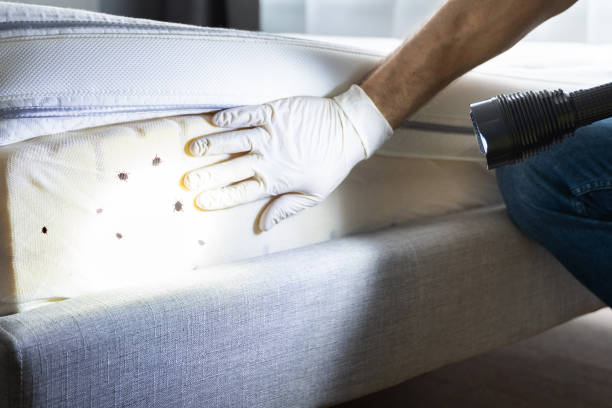 Wasp Removal Services in Hillsboro, MO