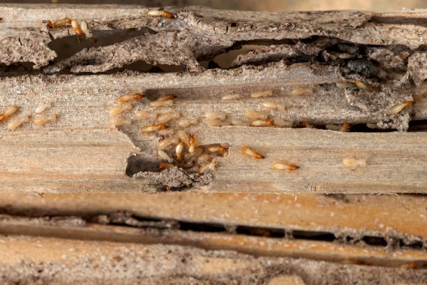 Pest Prevention Services in Hillsboro, MO